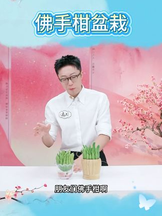 佛手柑盆栽 #佛手柑 #佛手柑盆栽 #盆栽 #盆栽推荐 #好物推荐