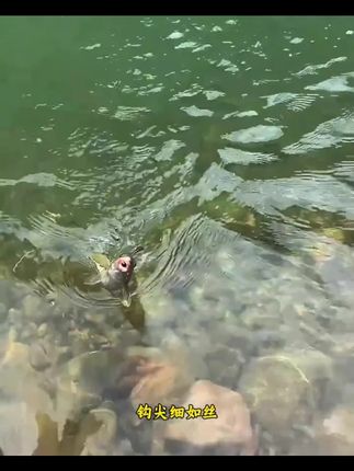 溪流钓线组七星漂石斑鳑鲏三粒套装小鱼传统小物专用马口白条专用