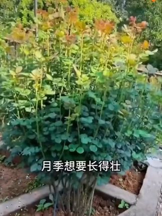 枯草芽孢杆菌微生物肥料改良土壤防根腐枯萎重茬兰花桂花盆栽花园#枯草芽孢杆菌肥 #微生物肥料 #改良土壤 #防根腐 #兰花桂花肥