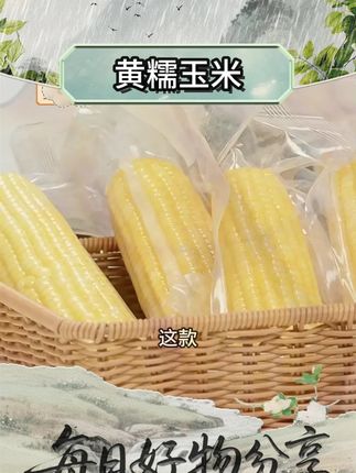 东北头茬黄糯玉米 #玉米 #糯玉米 #黄糯玉米 #粗粮 #早餐吃什么 东北头茬黄糯玉米