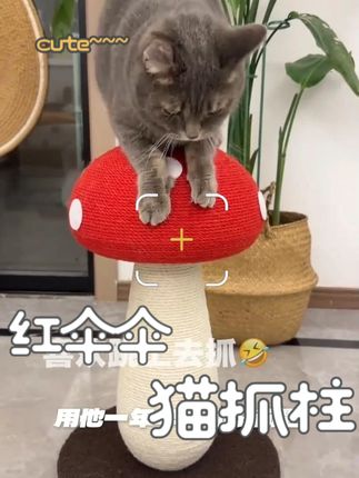 蘑菇当抓板,没想到猫那么喜欢 #猫抓板 #萌宠好物 #热点 #蘑菇