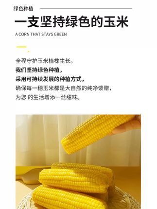 【头茬采摘】正宗东北黄糯玉米香甜软糯黏苞米适合水煮加热#玉米  #玉米收割机  #玉米排骨汤  #玉米地  #玉米种植