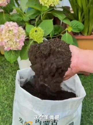 种花种菜太厉害了!内蒙古纯羊粪有ji肥土肥培氮和磷钾活性土!#种花种菜太厉 #种植小技巧 #种花 #羊粪有机肥 #羊粪肥