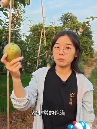 正宗7号媚梨新香梨香甜皮薄口感脆甜多汁1-5斤坏果包赔A #包赔 #媚梨新香 #脆甜