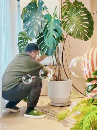 #龟背竹支撑杆 #花支撑架 #枝干收拢架 #植物防倒伏支架 #绿植固定爬藤花架