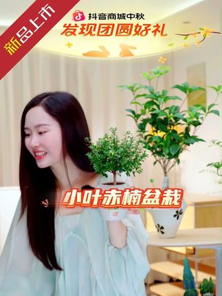 红叶小叶赤楠盆栽盆景室内客厅办公室前台桌面绿色花卉绿植好养 红叶小叶赤楠盆栽盆景室内客厅办公室前台桌面绿色花卉绿植好养 #好物推荐🔥 #小叶赤楠 #小叶赤楠盆景 #花卉绿植 #爱生活爱养花