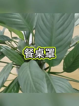 防蝇桌罩 #可折叠 #餐桌罩 #厨房菜罩