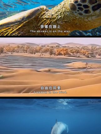 马桶垫