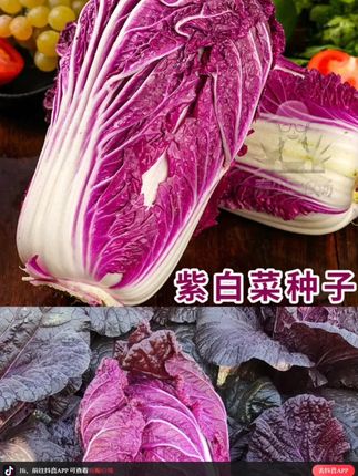 #紫白菜 营养丰富,生吃脆甜爽口,热炒涮火锅也是鲜软入味,好吃好种,不爱生虫#紫白菜种子 #阳台花盆小院均可种植