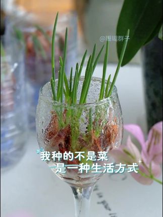 听说15年前定闹钟半夜“偷菜”的那帮人,现在都偷偷在种菜了,中国人刻在骨子里的种菜基因到一定年龄就自动觉醒,哈哈,有没有你?#偷菜 #爱生活爱养花 #我的阳台小花园 #阳台种植 #花卉绿植
