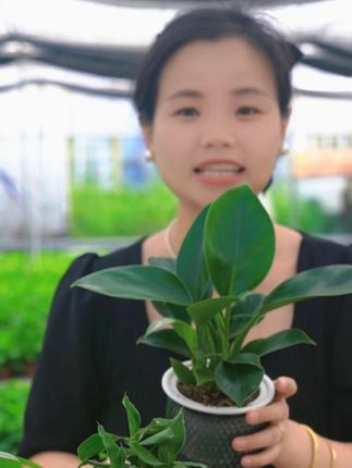 四款不同绿植带自吸盆 #发财树 #九里香 #金钻 #富贵竹