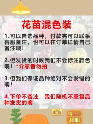 玫瑰花苗云南玫瑰老庄大苗四季开花大花阳台庭院盆栽地栽耐寒耐冻#云南玫瑰苗 #四季开花 #耐寒玫瑰 #阳台花卉 #庭院花卉