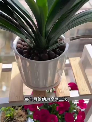 君子兰专用肥营养液叶子发黄掉叶促箭催开花免稀释 #君子兰专用肥 #叶子发黄掉叶 #促箭催开花