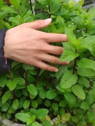 食用薄荷种子柠檬薄荷种子驱蚊花草植物种子四季阳台盆栽薄荷种籽 食用薄荷种子柠檬薄荷种子驱蚊花草植物种子四季阳台盆栽薄荷种籽#种植小技巧 #薄荷 #花卉绿植 #农业种植