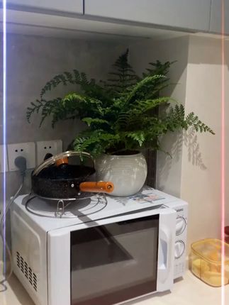 号称天然氧吧,不管是放客厅、放卧室、放书房..都很不错,生机勃勃,像把一片小森林搬回了家,有水就能活#客厅植物推荐 #吸甲醛的室内植物 #花卉绿植 #内绿植 #吉姆蕨 k1
