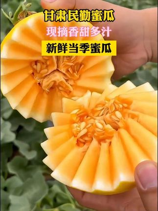 #蜜瓜 #沙漠蜜瓜 #民勤蜜瓜 #优质农产品 #无限回购的宝藏单品