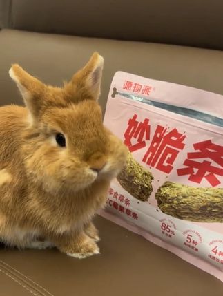 人有妙脆角,兔有妙脆条! @窝瓜小兔饼 #侏儒兔日常 #兔兔日常 #兔子零食推荐 #兔子草条 #源物派妙脆条