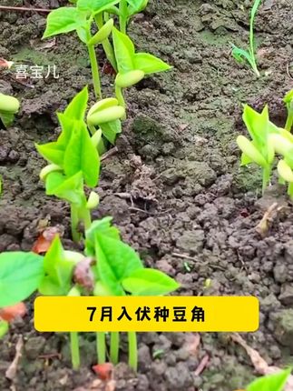 谁说四季豆一定要搭架?这款#无架四季豆 不用搭架好管理,喜欢的你也种起来吧!#无架四季豆种子#无架豆角 3 #蔬菜种子