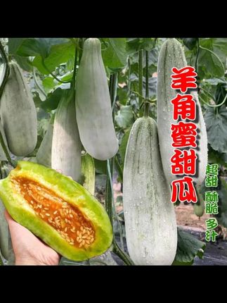 羊角脆甜瓜种子羊角蜜甜瓜种子香瓜苗密正品春季四季水果特大种子 #羊角蜜种子 #甜瓜种籽 #特大种子 #四季水果 #春季种植