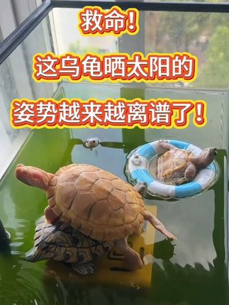 救命!我家乌龟晒太阳的姿势越来越离谱了! #养龟日常 #神奇动物在抖音 #萌宠 #龟晒太阳