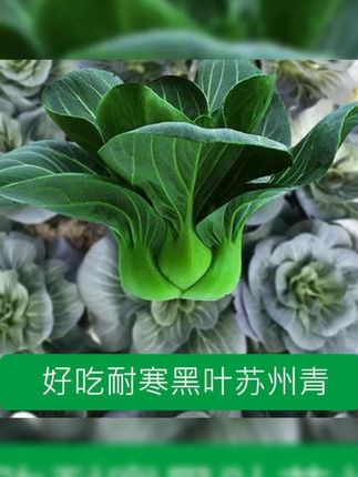 快生长苏州青种子矮脚黑叶大青菜种籽大全四季春季上种球#上海青 #上海青种子 #蔬菜种子 #青菜种子 #青菜