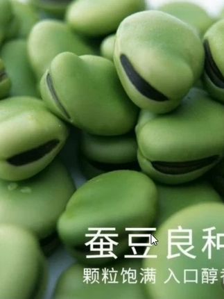 绿宝石蚕豆,夹长结荚多,颗粒饱满,产量又高,口感又糯又软又粉巨好吃!#蚕豆 #优质农产品 #好吃到停不下来