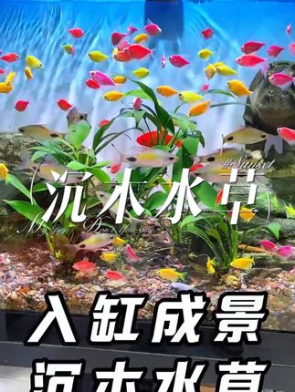 鱼缸造景就用这个沉木水草植物#水族 #种草 #观赏鱼 #养鱼