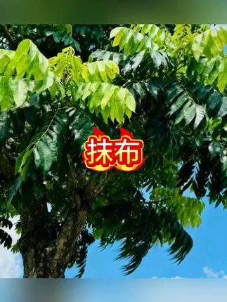 耐用竹立洁油利除洗碗巾不沾油厨房洗碗多功能抹布#抹布 #厨房抹布 #厨房抹布干湿两用 #厨房抹布推荐 #洗碗布