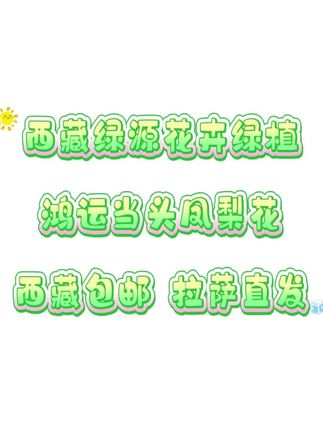 西藏包邮绿植-鸿运当头 #西藏包邮哥 #拉萨直发 #鸿运当头