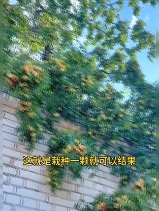 #冬枣