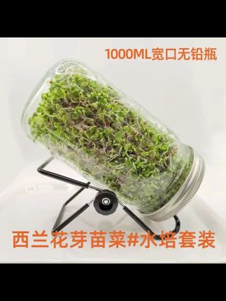 芽苗菜种子西兰花芽苗水培套装家用发芽罐玻璃梅森瓶当季西蓝花籽 #芽苗菜 #水培蔬菜 #芽苗菜种子 #好物推荐 #芽苗菜种植