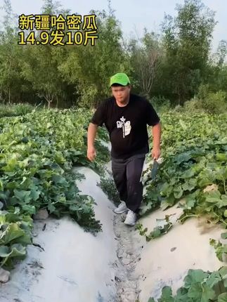 新疆哈密瓜丰收啦!很便宜给您发! #新疆哈密瓜 #新鲜采摘 #哈密瓜 #西洲蜜瓜