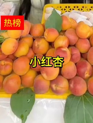 来自新疆的小红杏,口口爆汁#杏味浓郁 #真的巨好吃 #新疆杏子熟了 #应季水果  #快来一起尝个鲜
