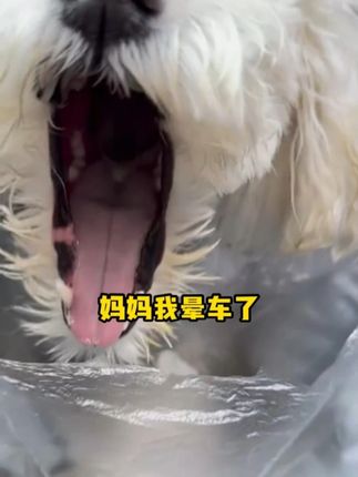 狗狗长途出行不舒服,就用这个防晕车喷雾提前喷一喷 #带狗旅行 #养狗经验分享 #狗狗晕车 #新手养狗