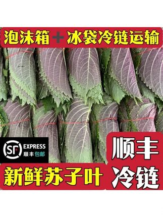 东北苏子叶韩式烤肉伴侣好吃解腻新鲜现摘紫苏叶酱菜顺丰包邮 #苏子叶 #苏子叶泡菜 #苏子叶豆包做法 #东北苏子叶 #新鲜苏子叶