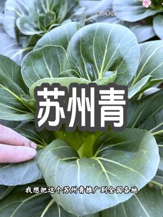 这个黑叶苏州青,叶片肥厚纤维少,他耐寒耐热,好吃还好种 #三农 #蔬菜种子 #农业种植 #苏州青