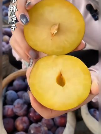 盛夏酷暑,就贪这一口清爽果味,酸酸甜^甜的黑布林大李子 一口软糯多汁、细腻饱满、甜香四溢,硬时酸脆,软时甜糯,甘甜清爽#黑布林李子 #新鲜采摘 #口感特别好 #优质农产品 #新鲜应季水果
