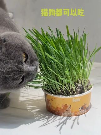 我家狗闹肚子都会自己找草吃,我就自己给它种了小狗专用麦草 #萌宠好物 #狗吃草 #养狗经验分享 d