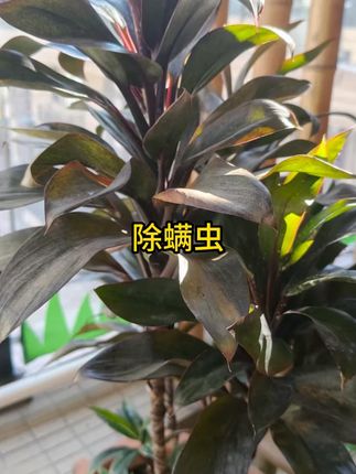 植物除螨虫祛螨驱螨床沙发宠物客卧室 #除螨包 #除螨 #祛螨