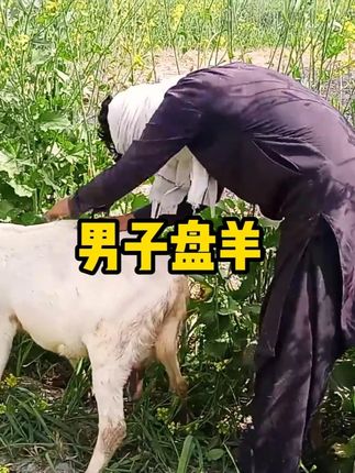 男子牵小羊进农田角落,动作怪异还激动,他想干什么? #诡异事件 #农田风景 #神秘男子 #农村山羊