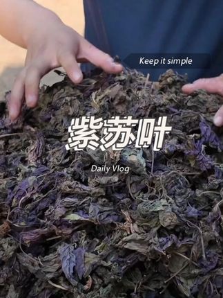 紫苏叶四川巴中农村坡上采的紫苏叶当季新货不熏硫煮水泡水煮鸡蛋