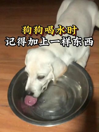狗狗喝水时记得加上一样东西,养狗人一定要看完 #狗狗#养狗经验分享#新手养狗#科学养宠攻略#狗狗驱虫