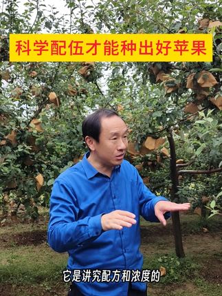 科学配伍才能种出好苹果! #种好苹果新技术 #苹果种植 #果农