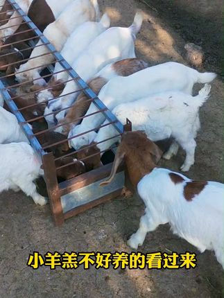 #养羊 #养羊技术 #科学养羊 #养羊人 #农村养羊人