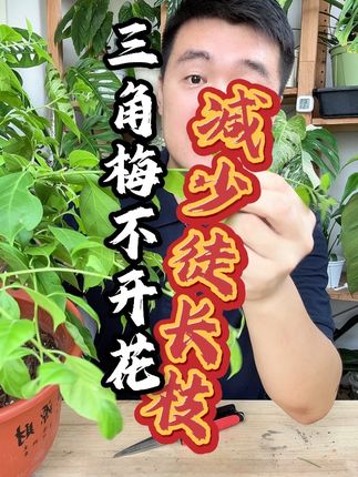 15秒教你分辨三角梅徒长枝和开花枝 #花卉绿植  #三角梅 #养花 #催花 #分享养花经验