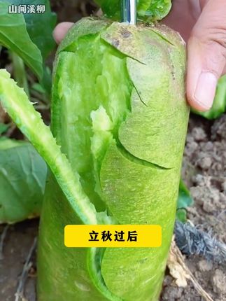 沙窝萝卜赛鸭梨,它的口感果然名不虚传!口感脆甜多汁,特别适合生吃的水果萝卜~#水果萝卜