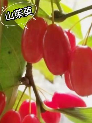 精选无核山茱萸手工山萸肉秦岭原生态滋补去核枣皮泡水泡酒煲汤 #干货分享