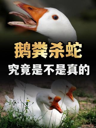 有鹅的地方真不会有蛇?老人常说鹅粪杀蛇,究竟是不是真的? (2)#动物 #鹅 #蛇 #科普 #内容启发搜索