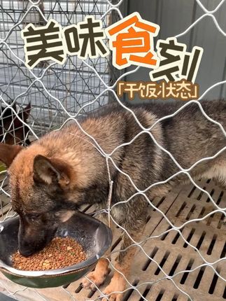 高蛋白营养密度更高,能量续航更出色 #狗粮#性价比#源头工厂#仓库实拍#冻干
