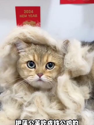 冻干夹心烘焙粮一家之言全价鲜肉美毛亮毛健康烘焙猫粮全期 #好物种草